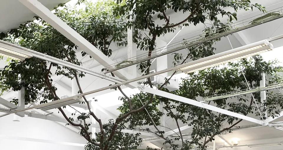 Branches of the ficus tree spreading between white steel trusses and roof lights