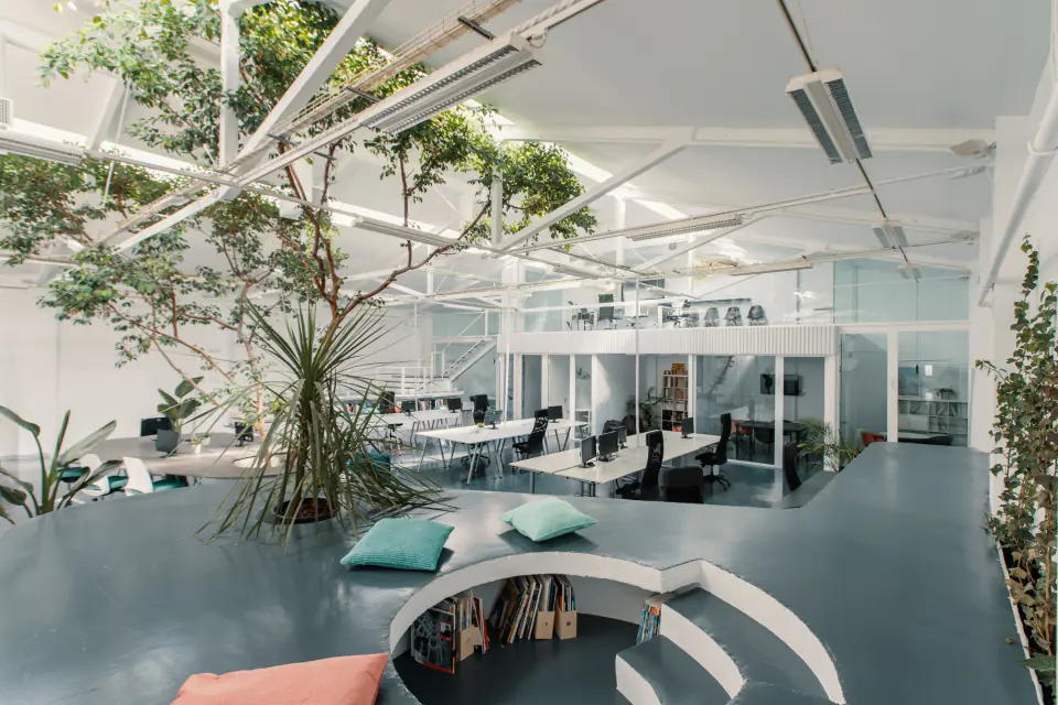 Open-plan office arranged around the ficus, with curved built-in seating