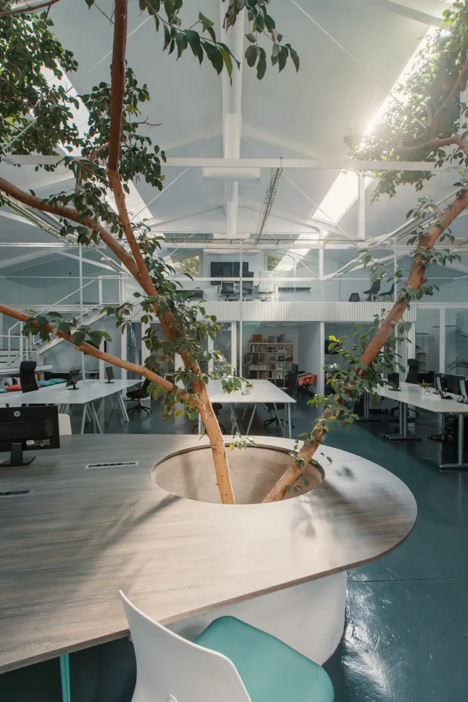 The ficus rising from a curved white planter