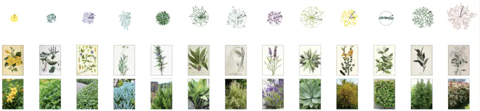 Plant palette with botanical drawings and photos of each species