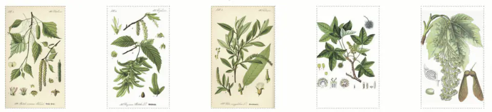 Botanical plates of the native trees and shrubs used